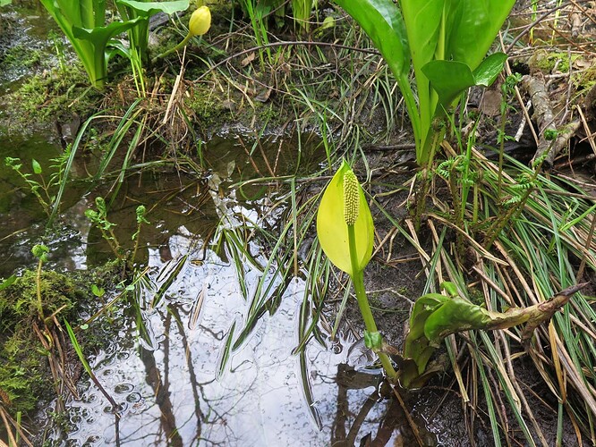 Skunk Cabbage - Photo by Dave Suttill