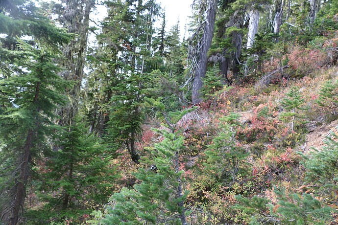 The forested zone after the gully