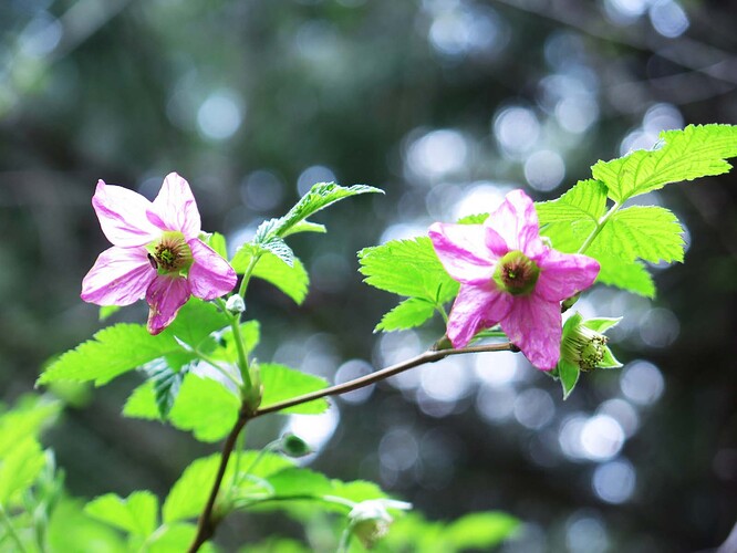 Salmonberry - Photo by Dave Suttill