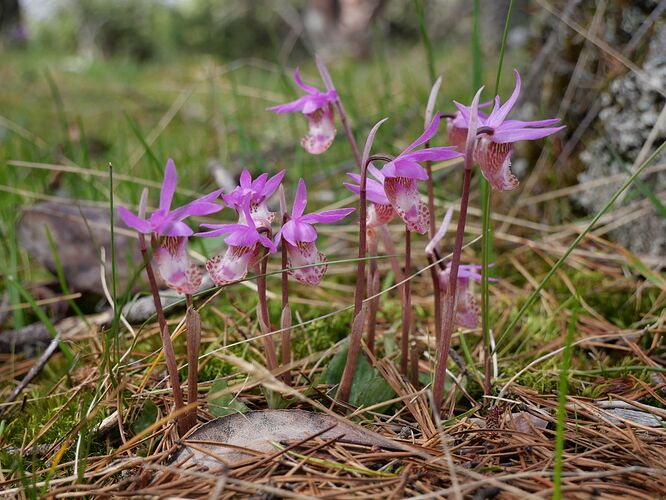 Calypso Orchids - Photo by Ken Wong