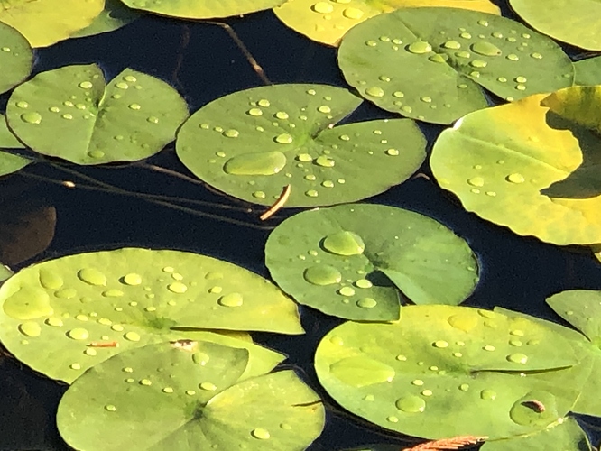 Water off a duck's back, or a lily's leaf?