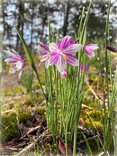 Variegated - a mix of magenta and white - also rare!