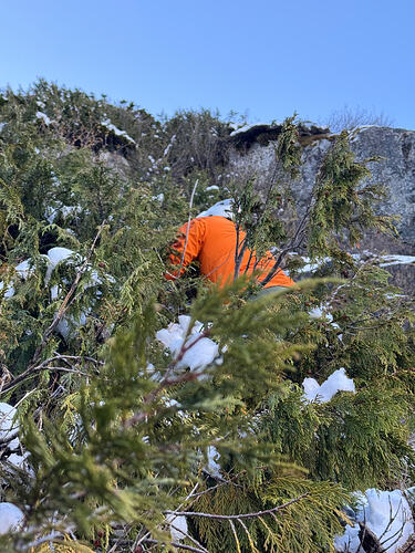 Chris wages battle on the cedars