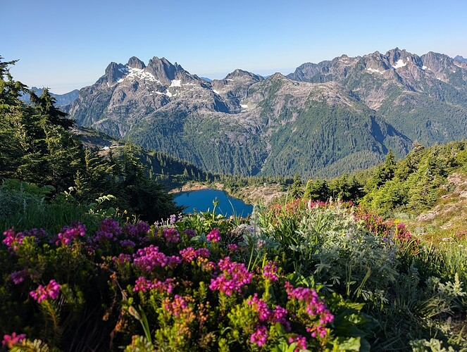 alpine flowers and vistas