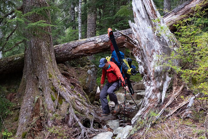 skier manoeuvres through overhanging trees with skis on pack (CN)