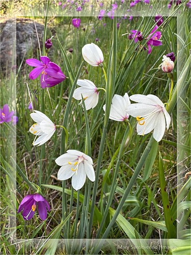 White satinflowers