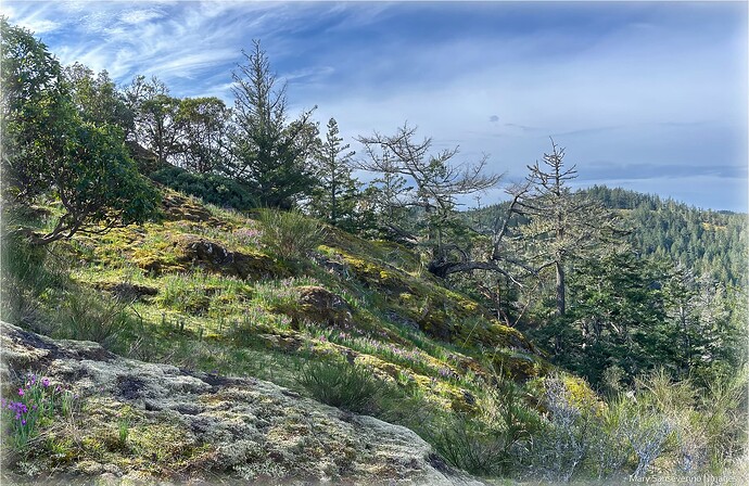 A fine day in the eastern Sooke Hills questing for satinflowers