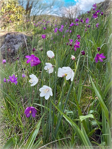 Another view of the whites