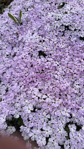 beautiful wildflowers out, including spreading phlox