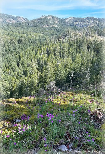 An excellent year for satinflowers in the Sooke Hills